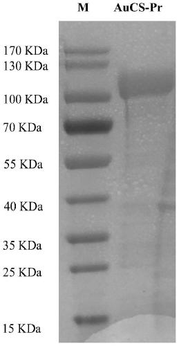 Chondroitin sulfate synthase and encoding gene and application thereof