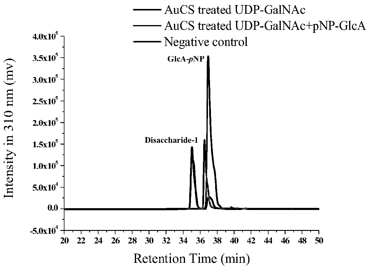 Chondroitin sulfate synthase and encoding gene and application thereof