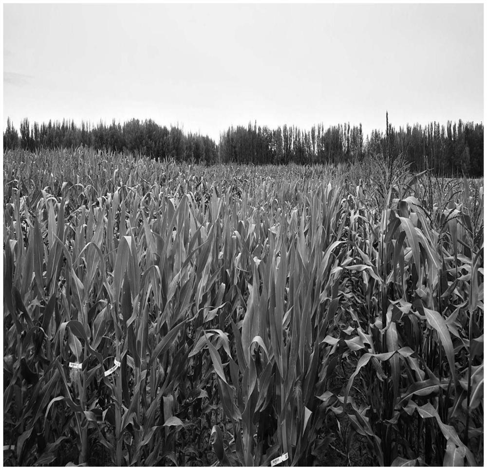 Method for inducing and identifying corn to generate haploid