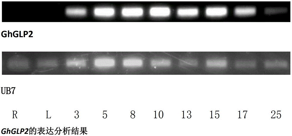 A promoter predominantly expressed during fiber elongation, its preparation method and application