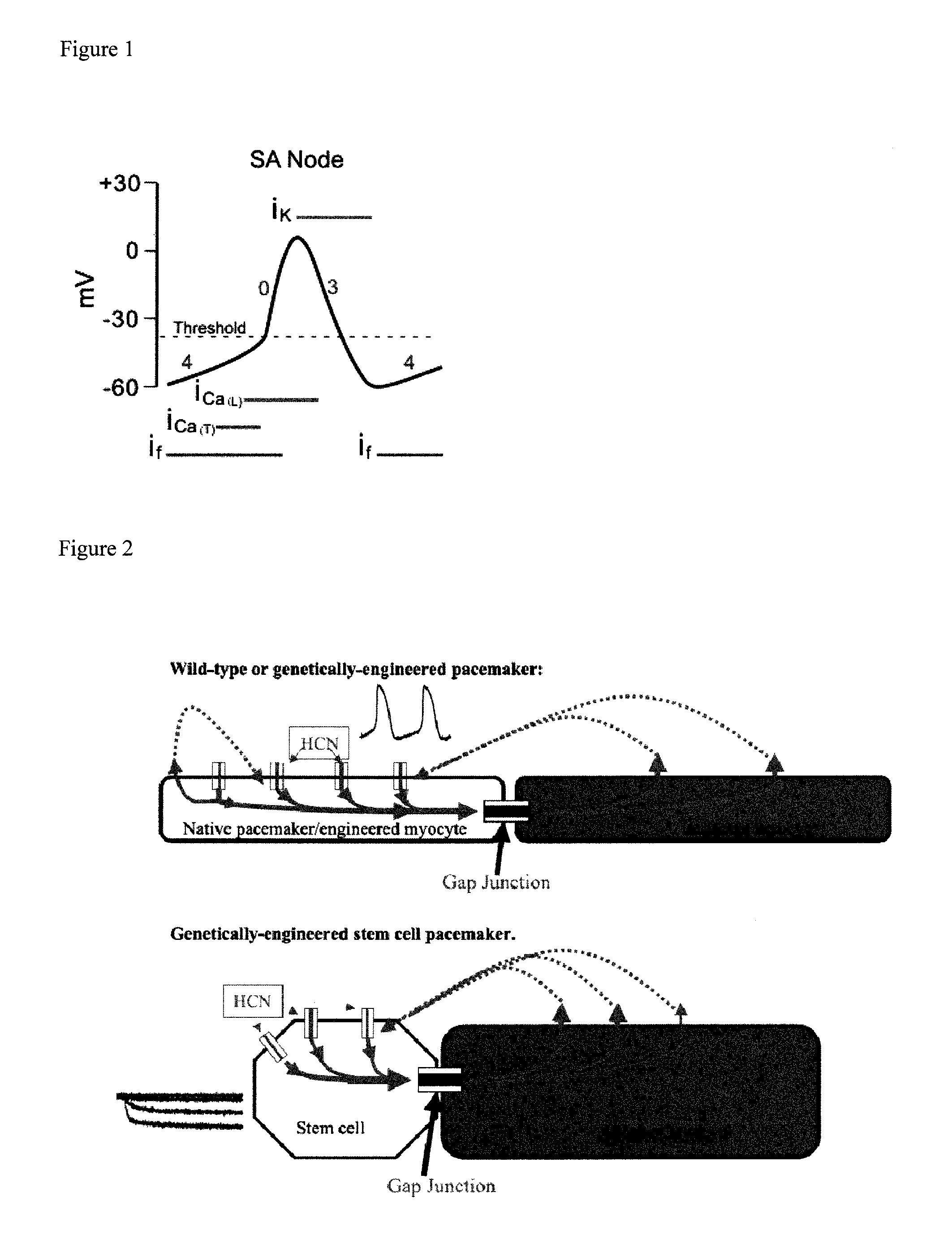 Nanofibrous scaffold comprising immobilized cells