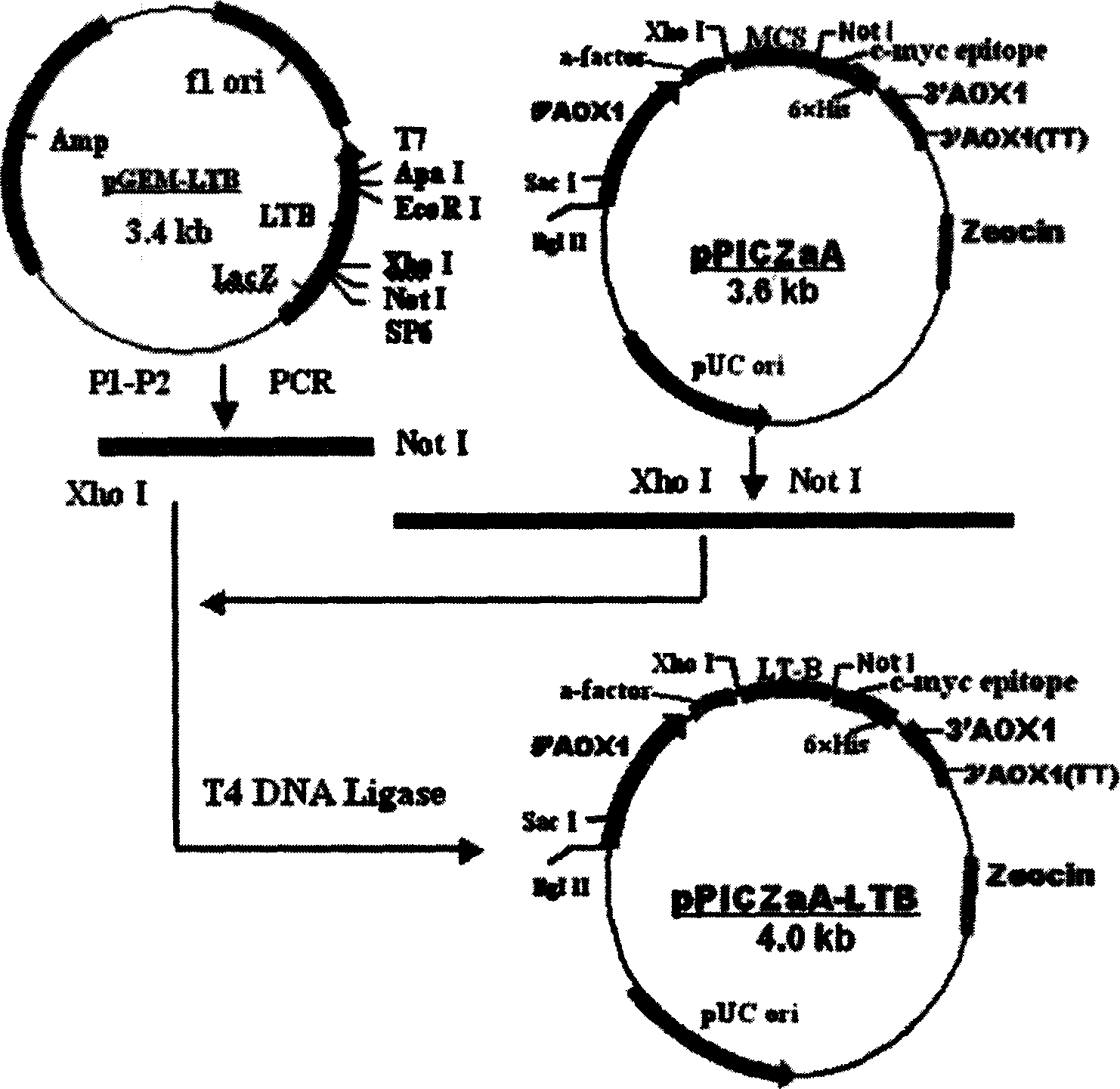 Eukaryon expression of coli heat-sensitive toxin B subunit