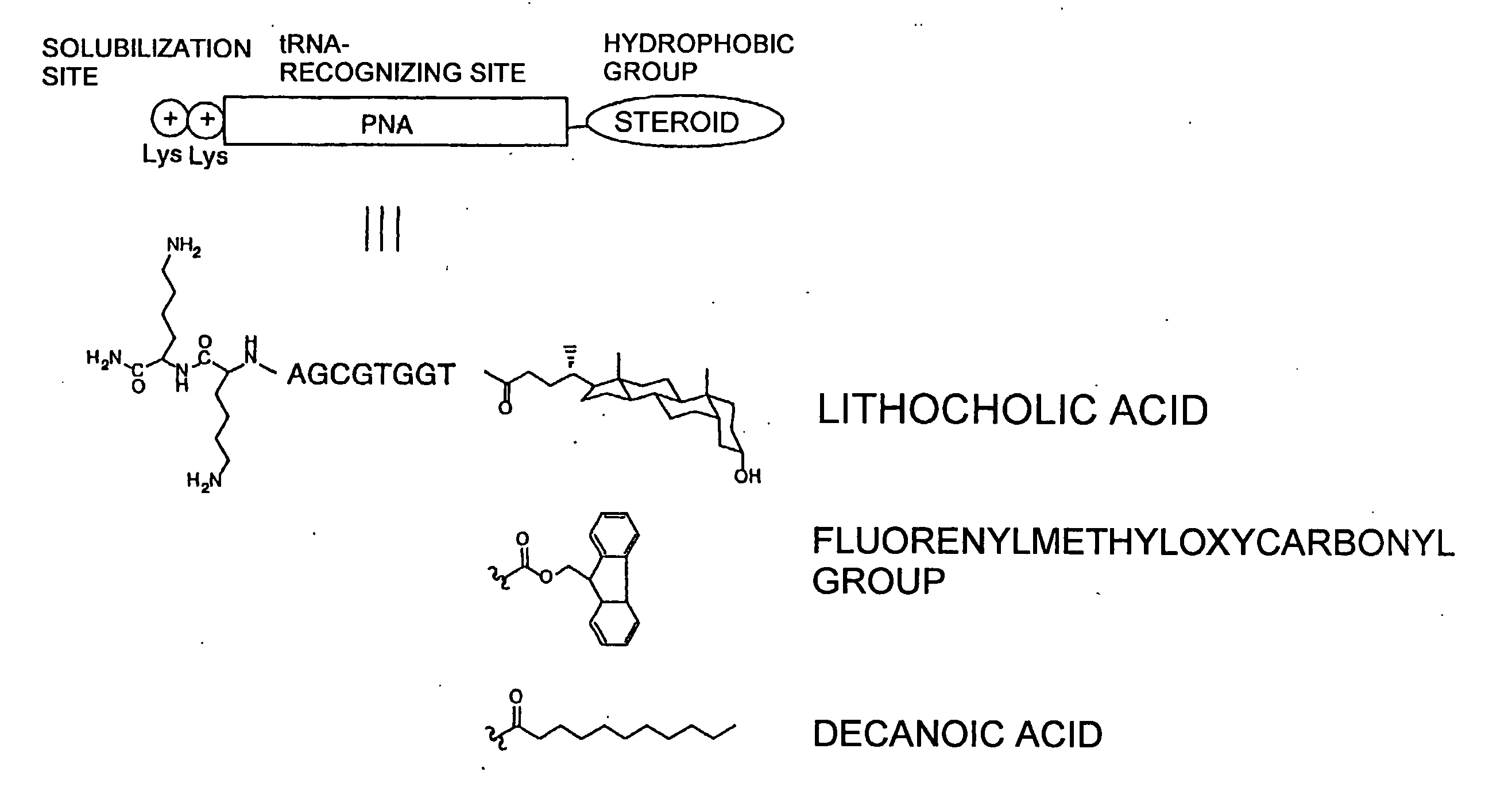 Method of aminoacylating tRNA