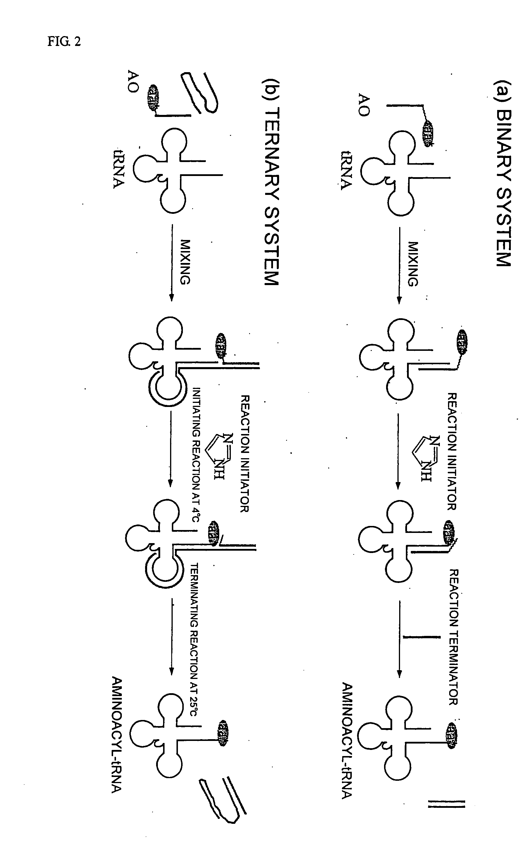 Method of aminoacylating tRNA