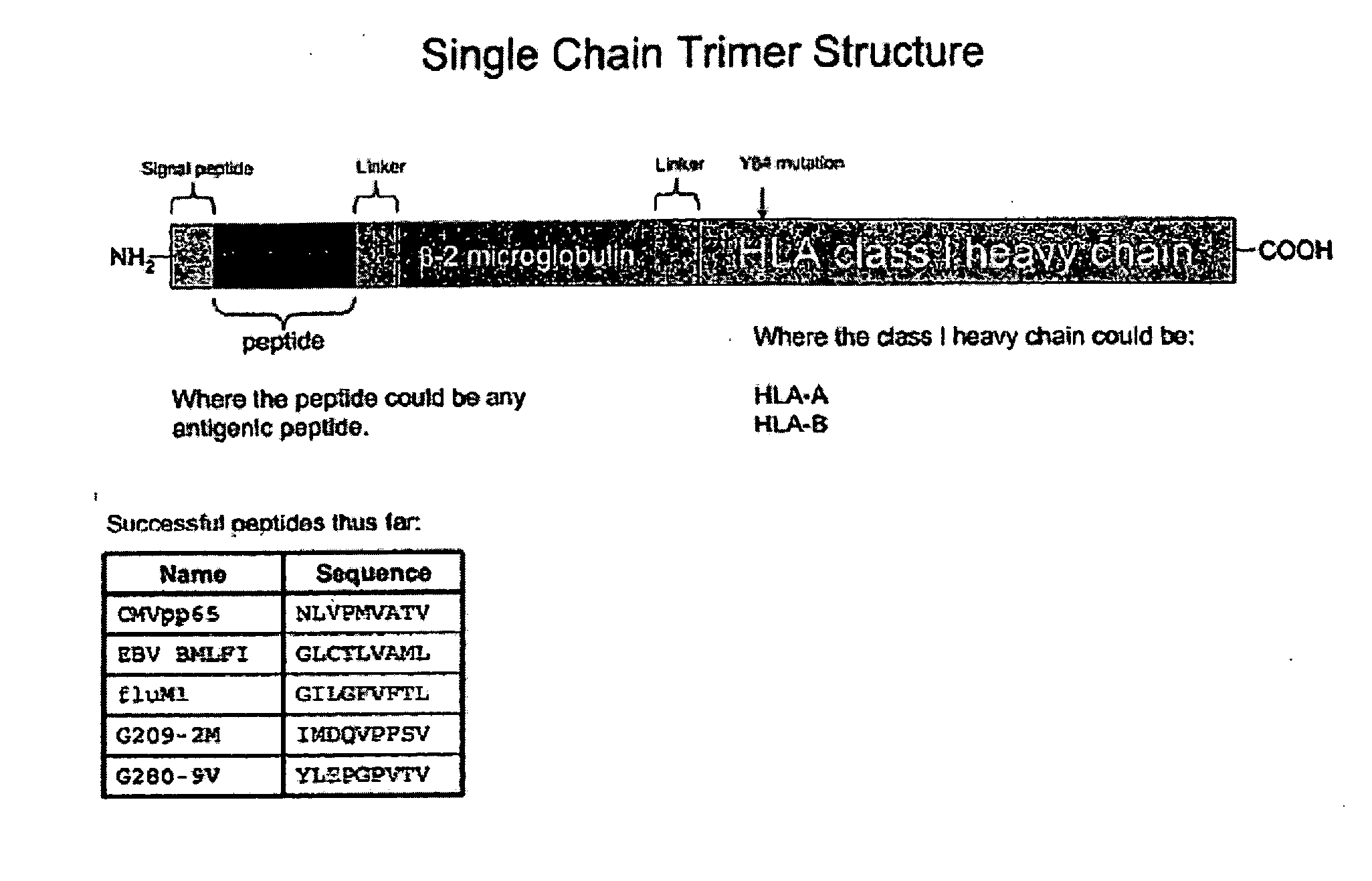 Single chain trimers and uses therefor