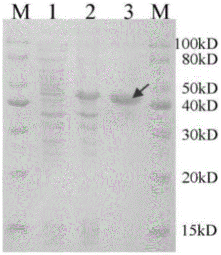 Substituted pyrazolone secretory aspartic protease inhibitor and method for preparing same