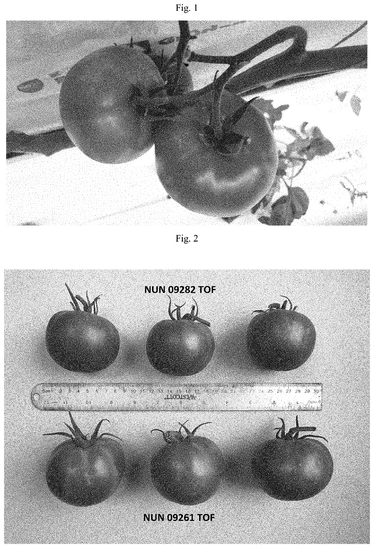 Tomato variety nun 09282 tof