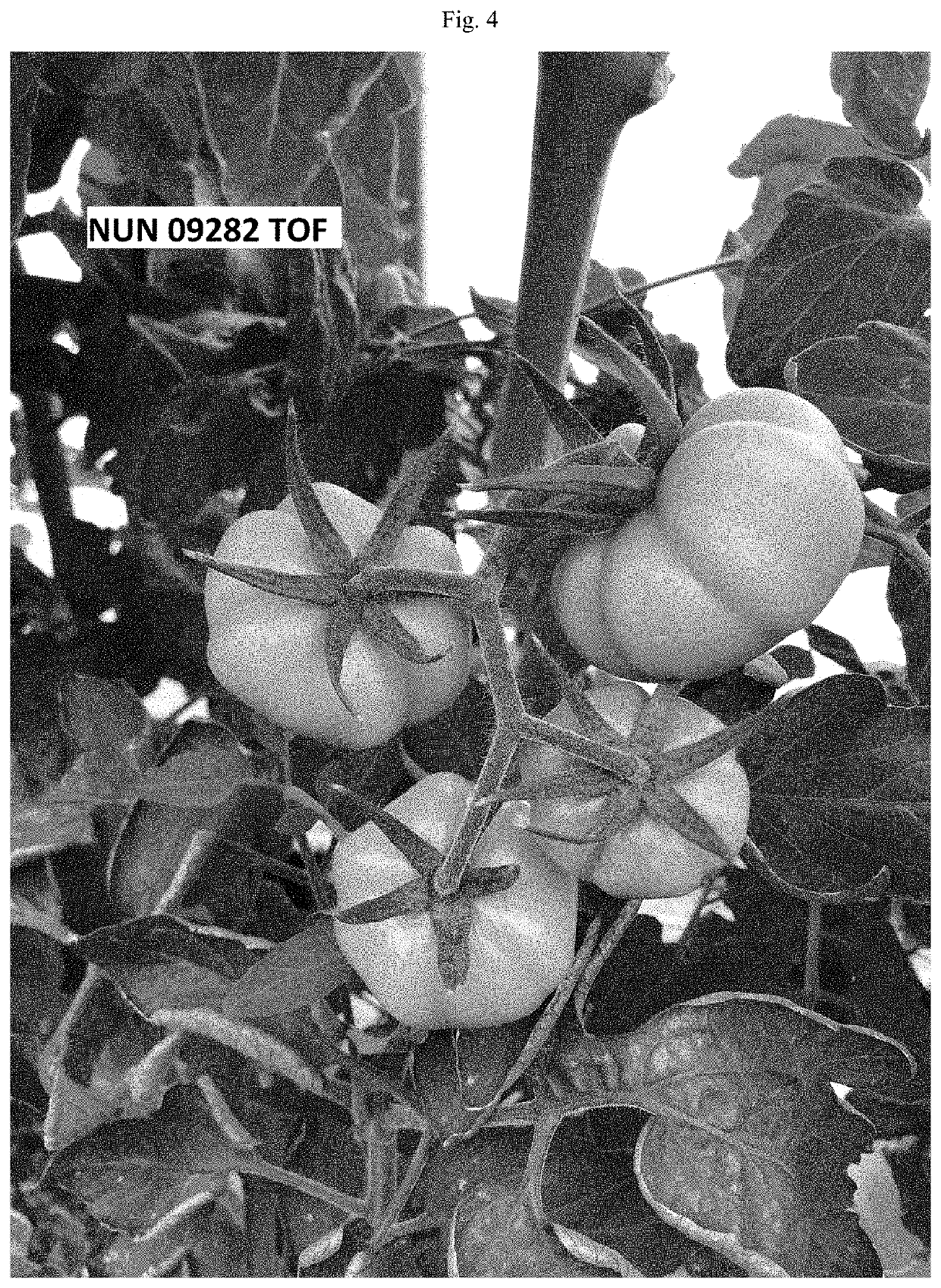 Tomato variety nun 09282 tof