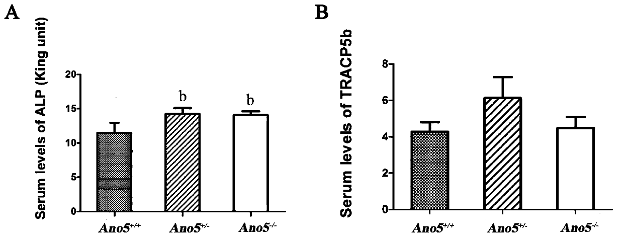 Construction method of Ano5 gene knockout mouse model