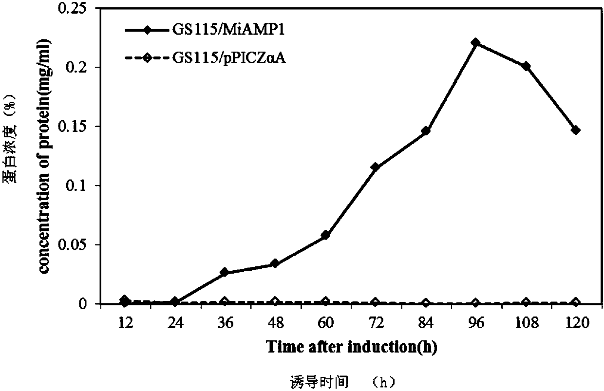 Preparation GS115/MiAMP1 for inhibiting pear-fruit postharvest penicilliosis