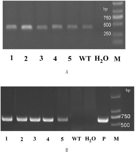Asparagus Chalcone Isomerase Gene, Its Encoded Protein and Its Application