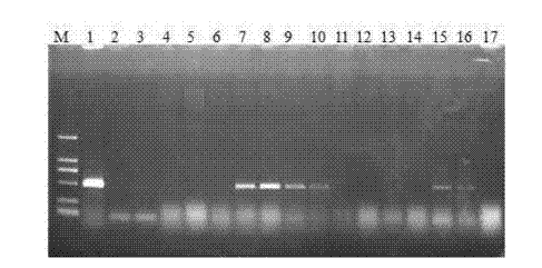 Method for using antibiotic-free selection marker in barbadosnut gene transformation