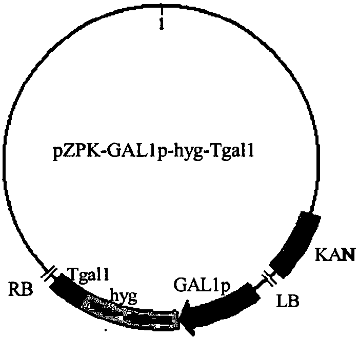 Galactokinase promoter and terminator, and applications thereof