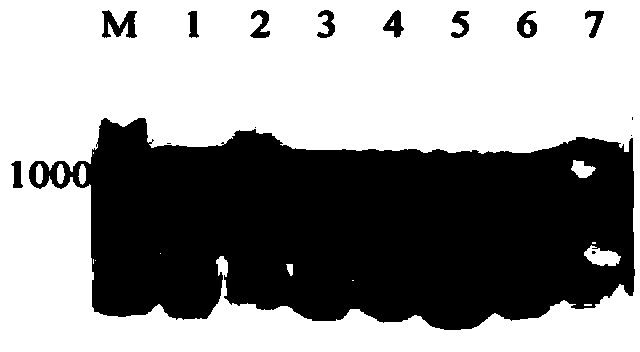 Galactokinase promoter and terminator, and applications thereof