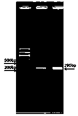 Preparation method of shiga-like toxin Stx1B oral vaccine and product of shiga-like toxin Stx1B oral vaccine