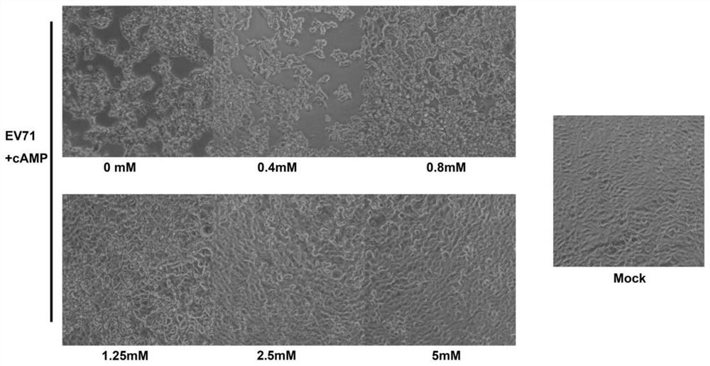 Application of cyclic adenylic acid and its derivatives in anti-ev71 virus