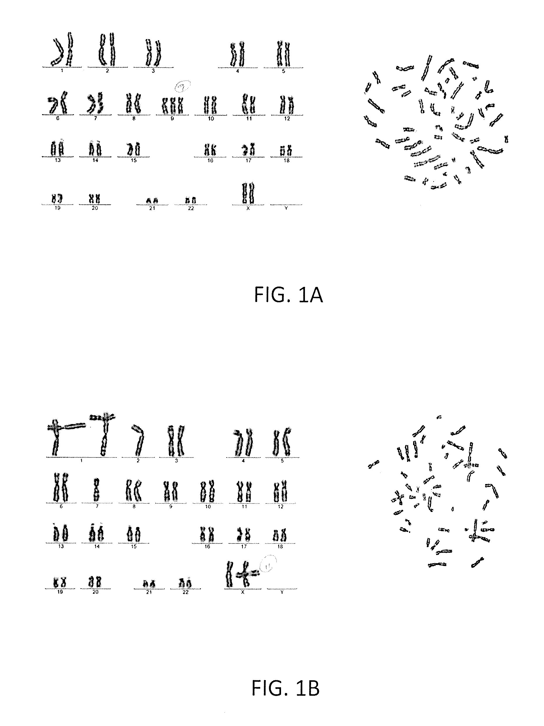 Systems and methods for diagnosing a predisposition to develop colon cancer