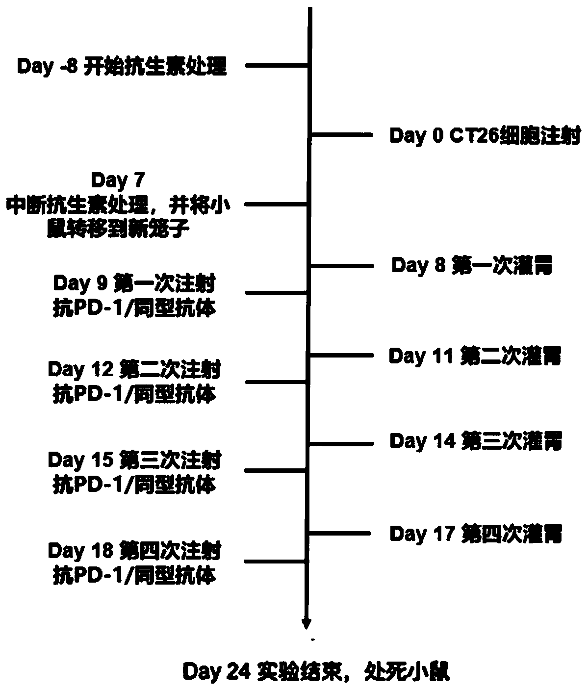 Application of human symbiotic florae in improving response of tumors to immunotherapy