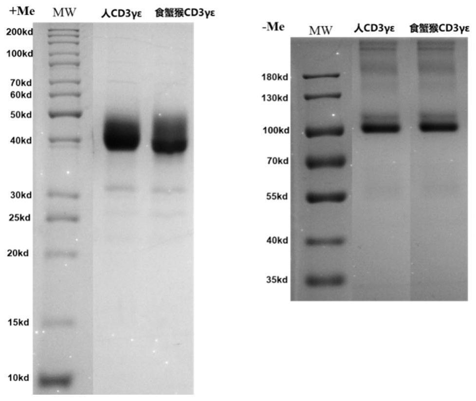 Development and application of novel tumor adapter therapeutic drug