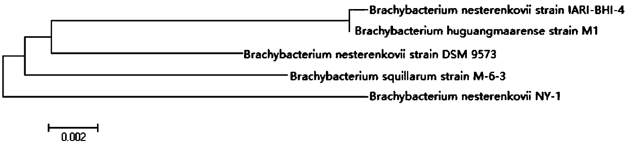 Application of a kind of biologically active filler comprising Brevibacterium nirbii