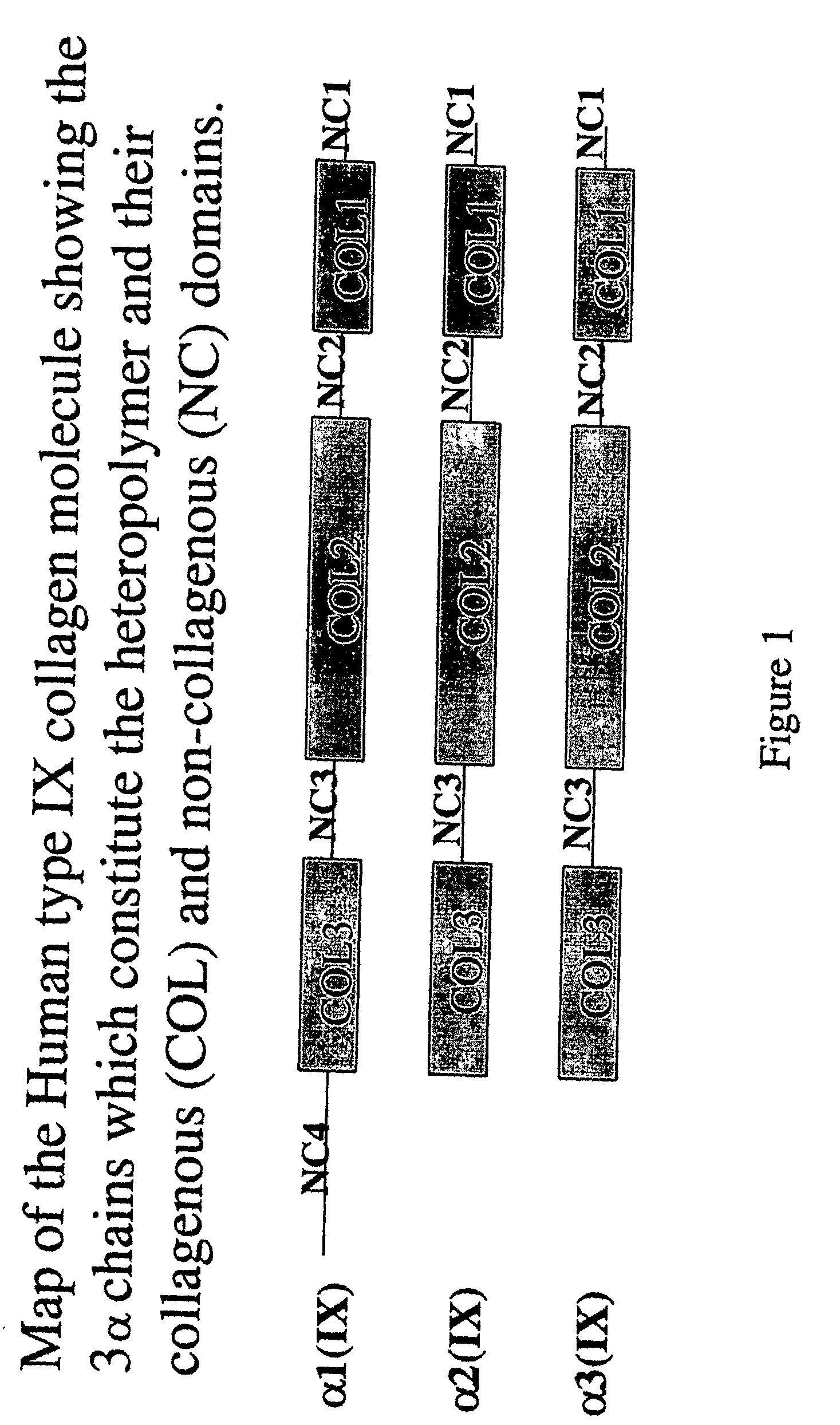 Connective tissue derived polypeptides