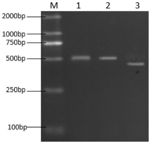 Vibrio parahaemolyticus bacteriophage lyase after gene engineering transformation and preparation method and application of vibrio parahaemolyticus bacteriophage lyase