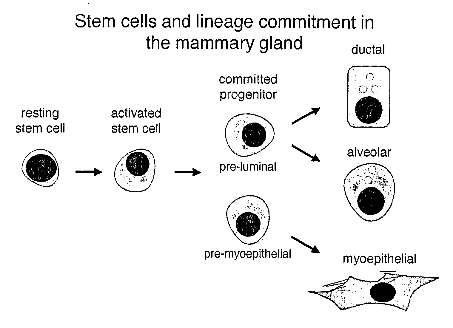 Method Of Cell Isolation
