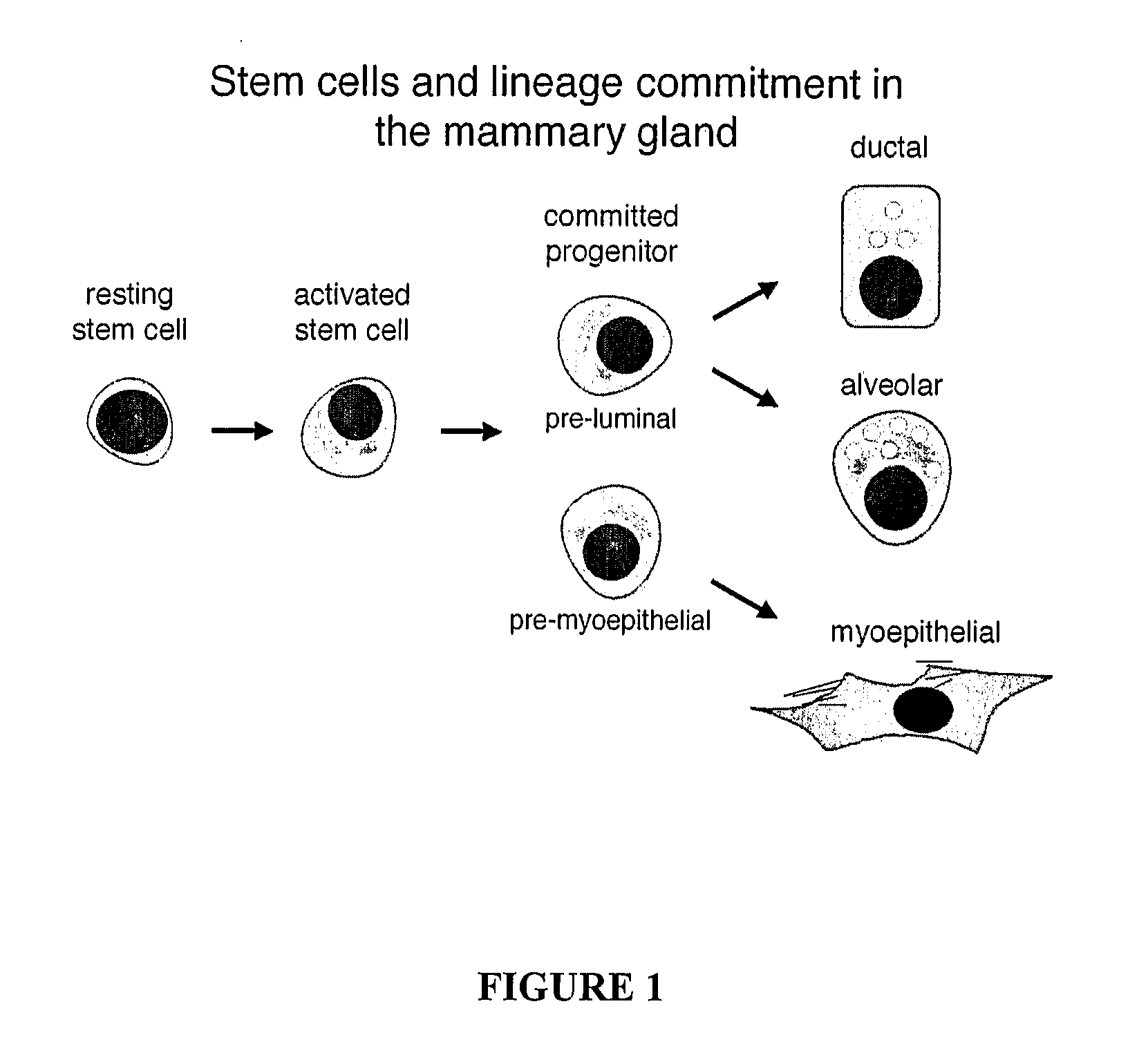 Method Of Cell Isolation
