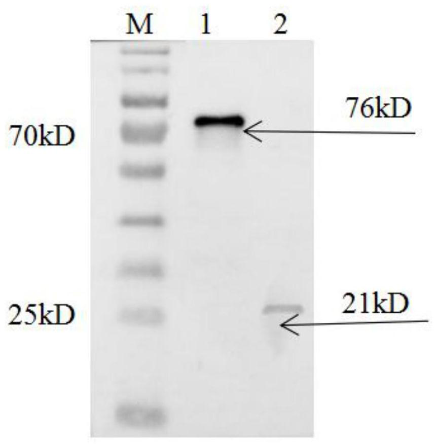 Recombinant pig growth hormone and preparation method and application thereof