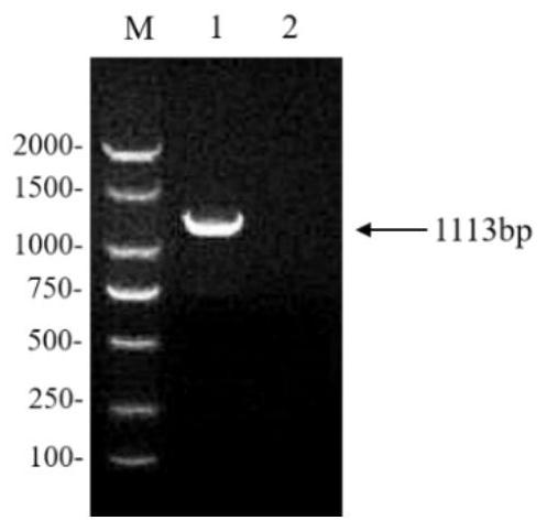 Cloning of chicken CR2 gene, expression and purification of protein and preparation of polyclonal antibody of chicken CR2 gene