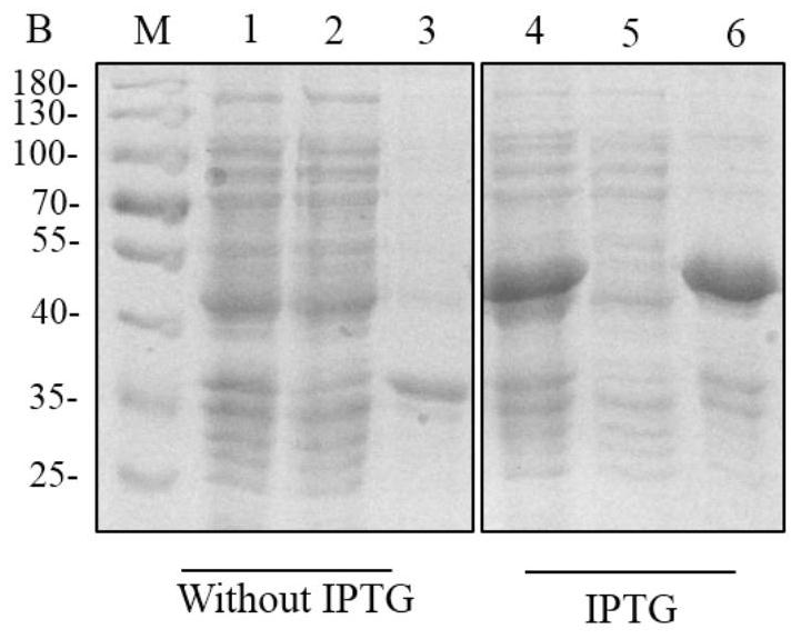 Cloning of chicken CR2 gene, expression and purification of protein and preparation of polyclonal antibody of chicken CR2 gene
