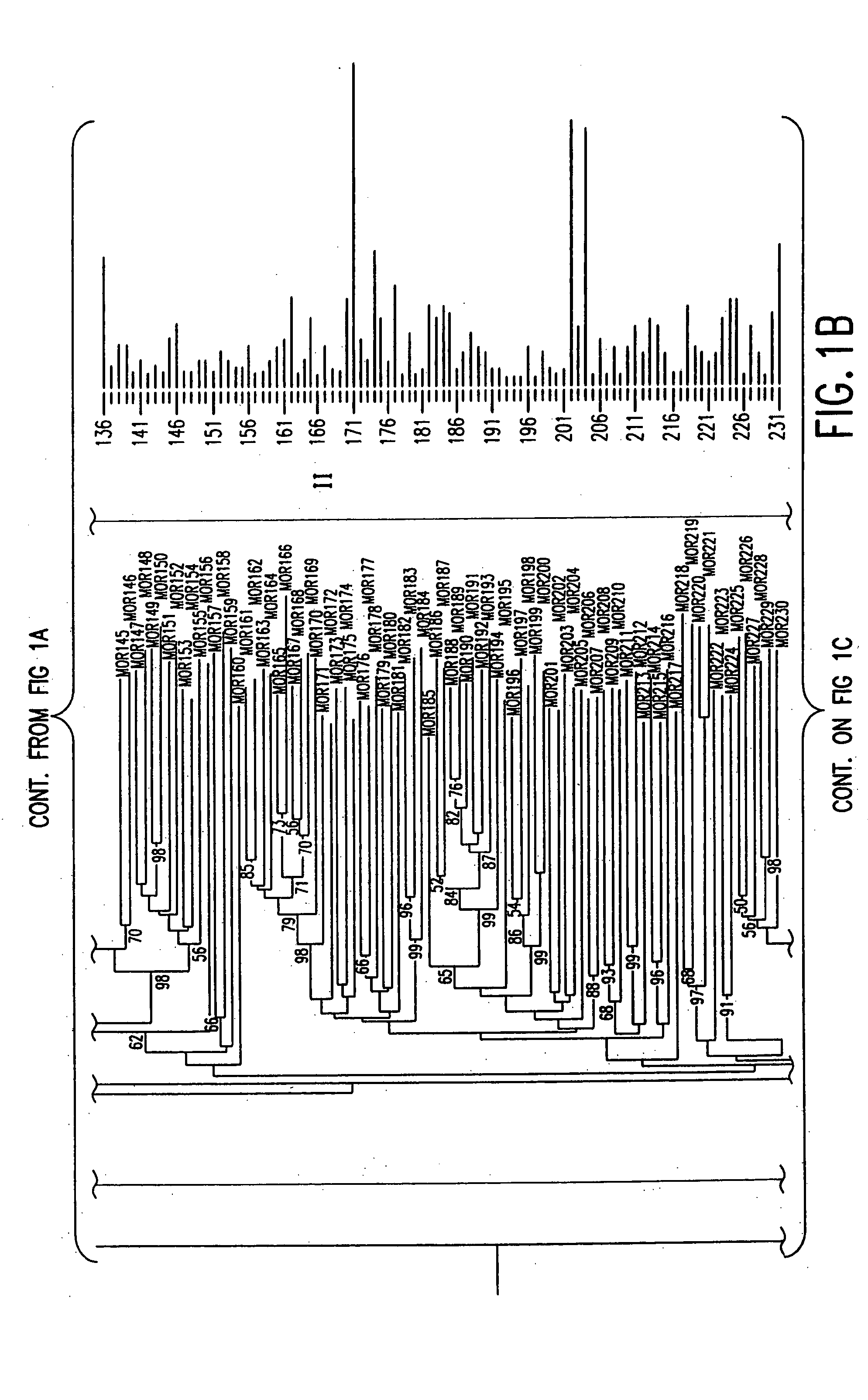 Mouse olfactory receptor gene superfamily