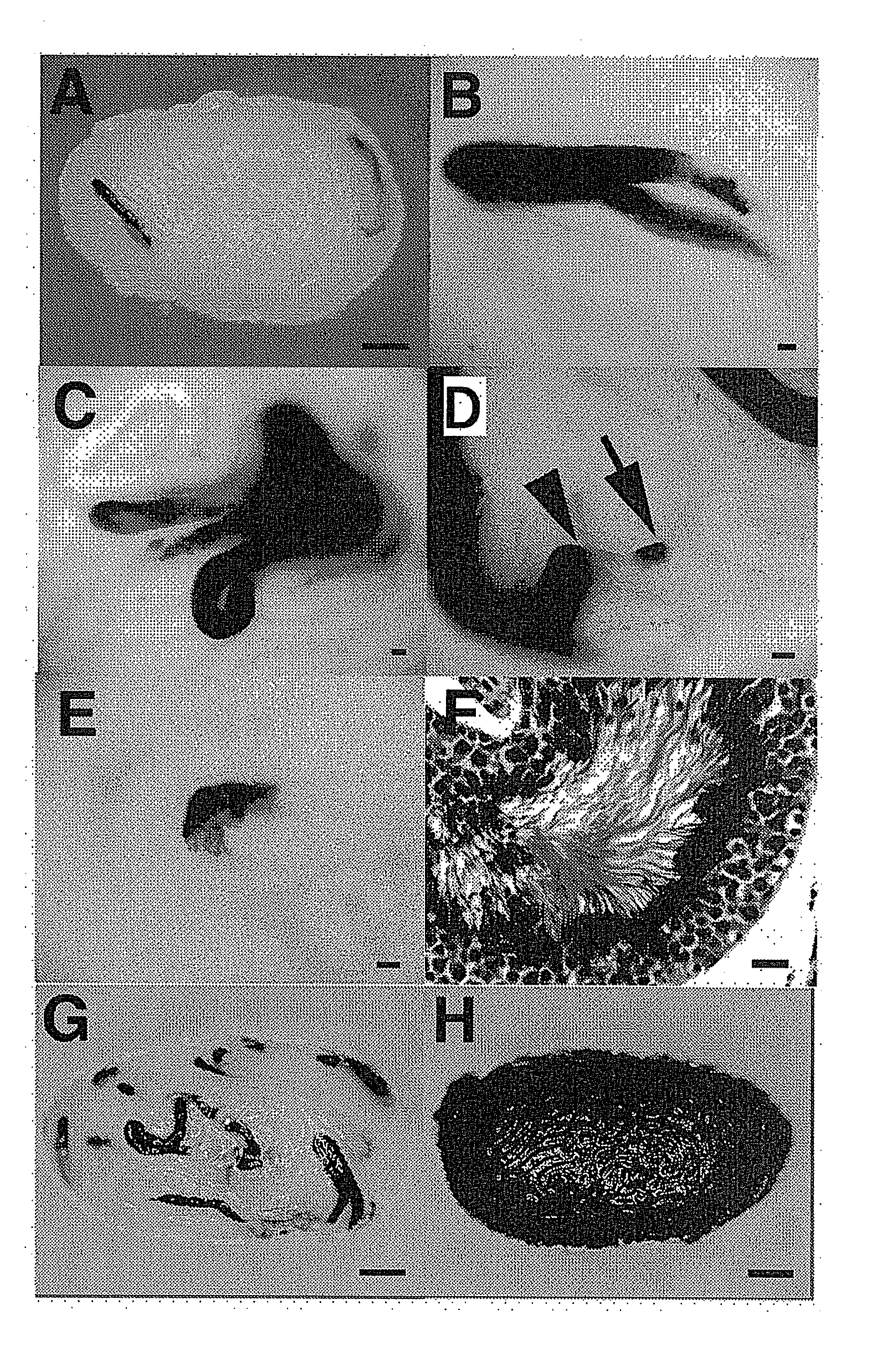 Method of Gene Introduction in In-Vivo Spermatogenic Cell