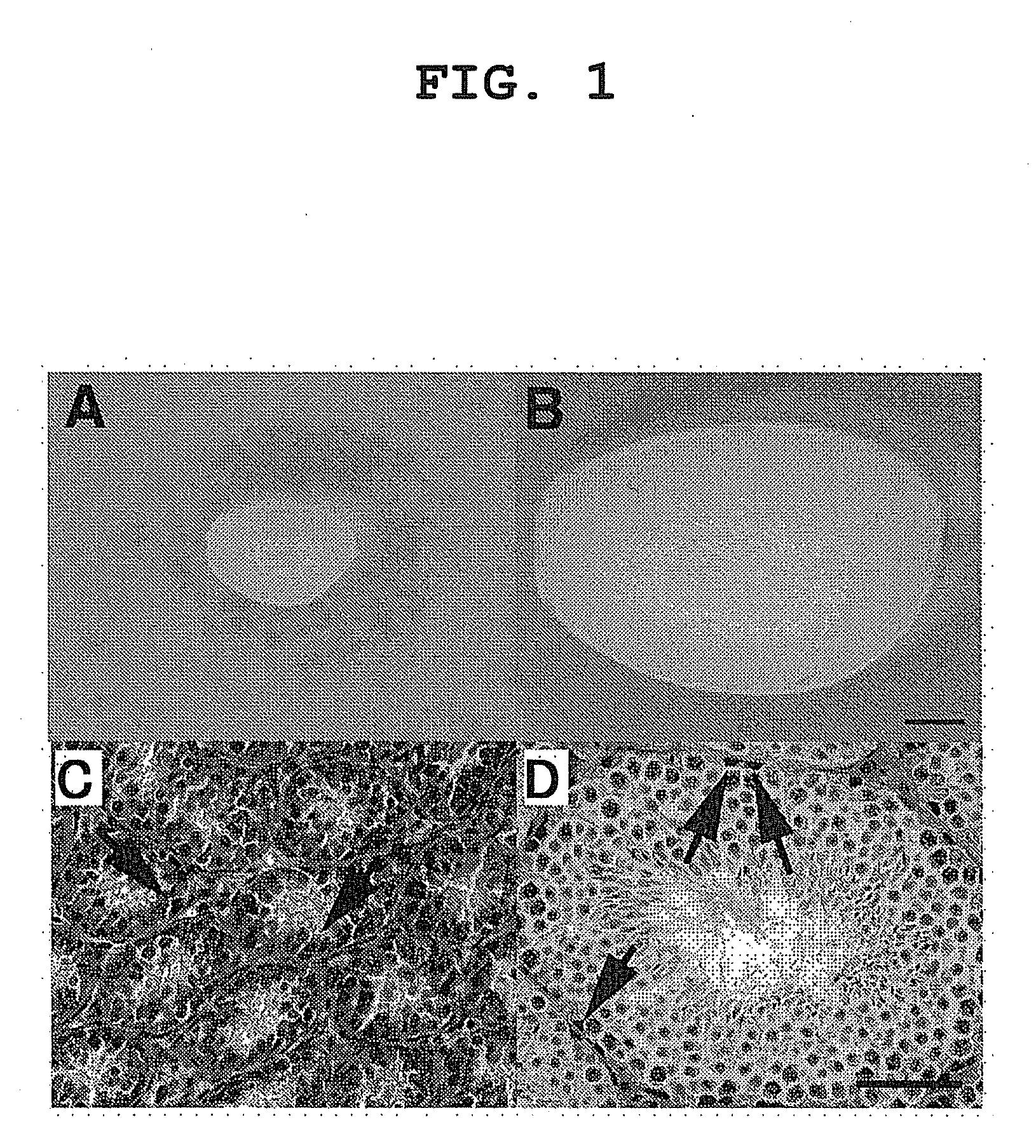 Method of Gene Introduction in In-Vivo Spermatogenic Cell