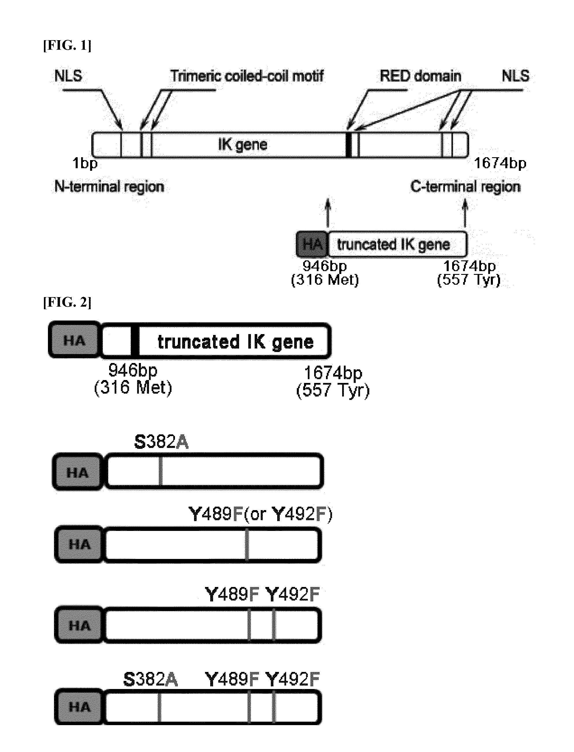 IK factor and pharmaceutical use of nucleic acid encoding IK factor