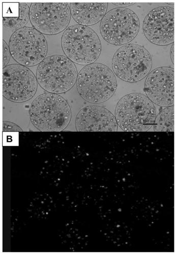 A construction method of three-dimensional micro-liver tissue unit for bioartificial liver support system