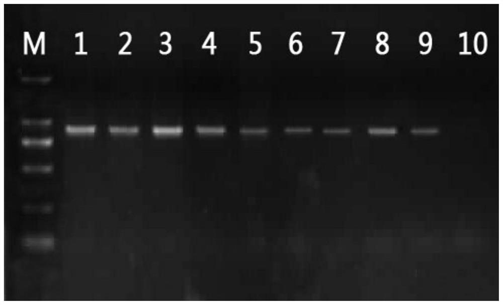 Rusty Palm Weevil Specific Primers and Rapid Molecular Detection Method