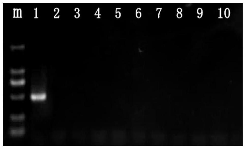 Rusty Palm Weevil Specific Primers and Rapid Molecular Detection Method