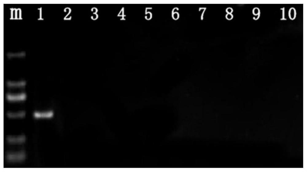 Rusty Palm Weevil Specific Primers and Rapid Molecular Detection Method