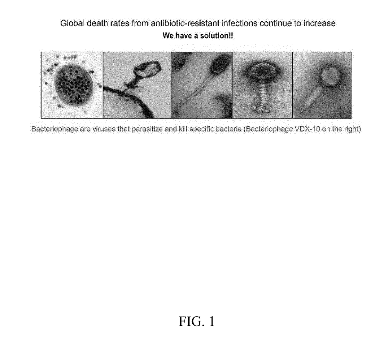 Genetically Modified Bacteriophage (Bio-Phage)