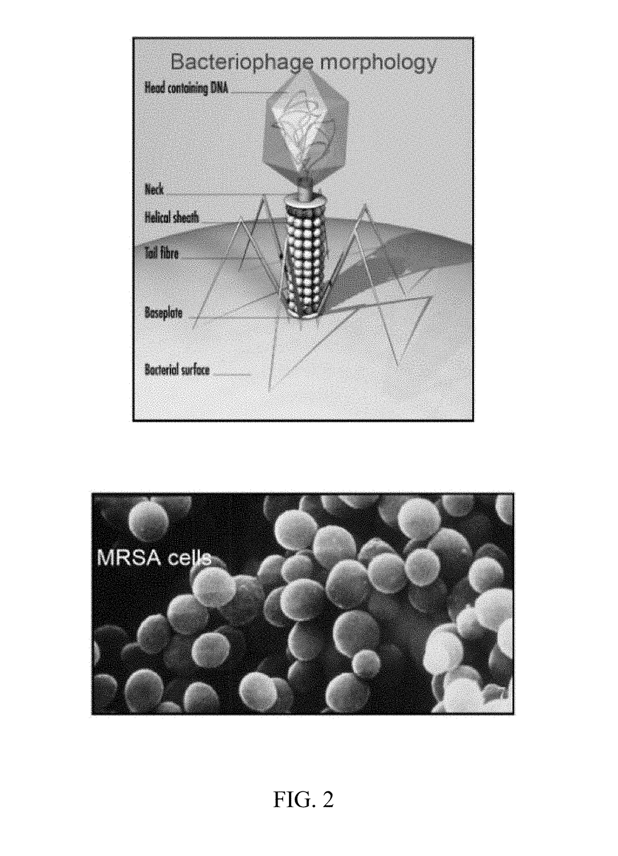 Genetically Modified Bacteriophage (Bio-Phage)