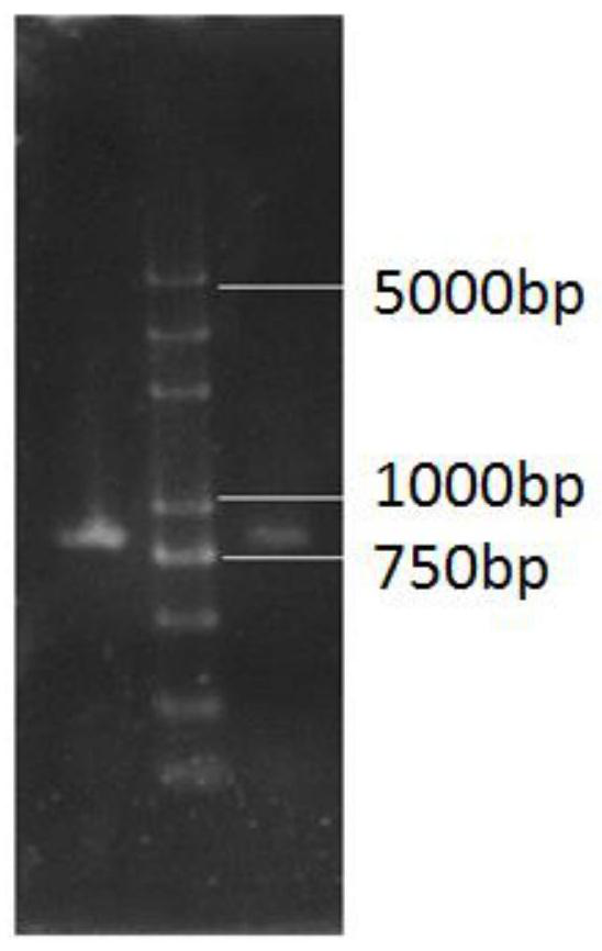 Bifidobacterium longum mutant strain H8