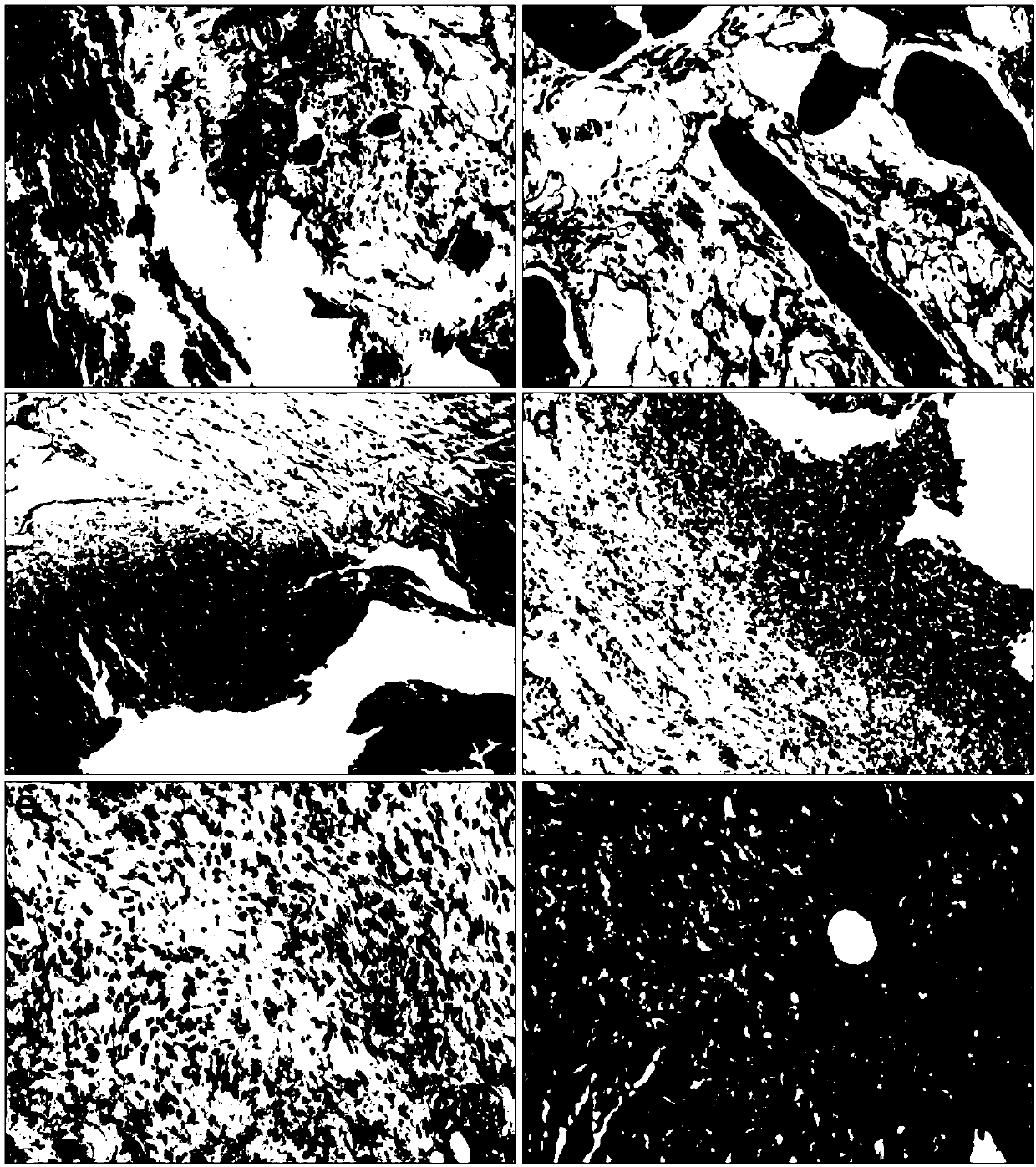 Building for femoral epicondyle tuberculosis animal model