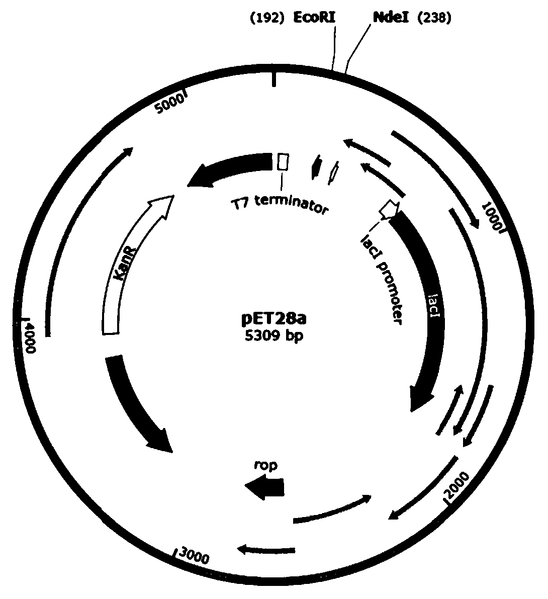 gnrh-defensin recombinant castration vaccine and its preparation