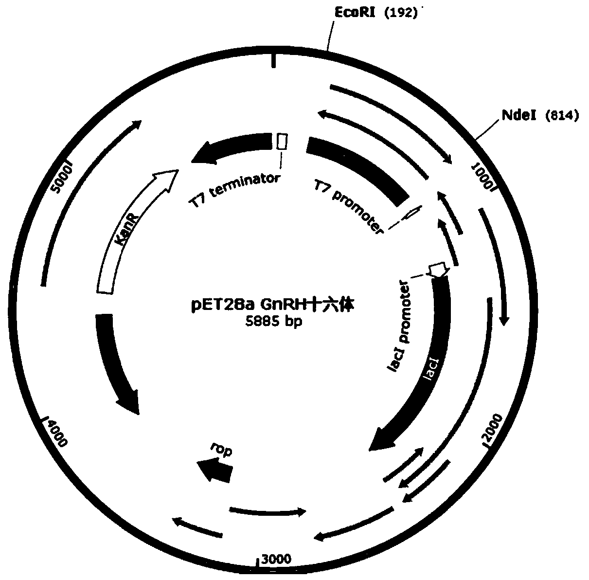 gnrh-defensin recombinant castration vaccine and its preparation