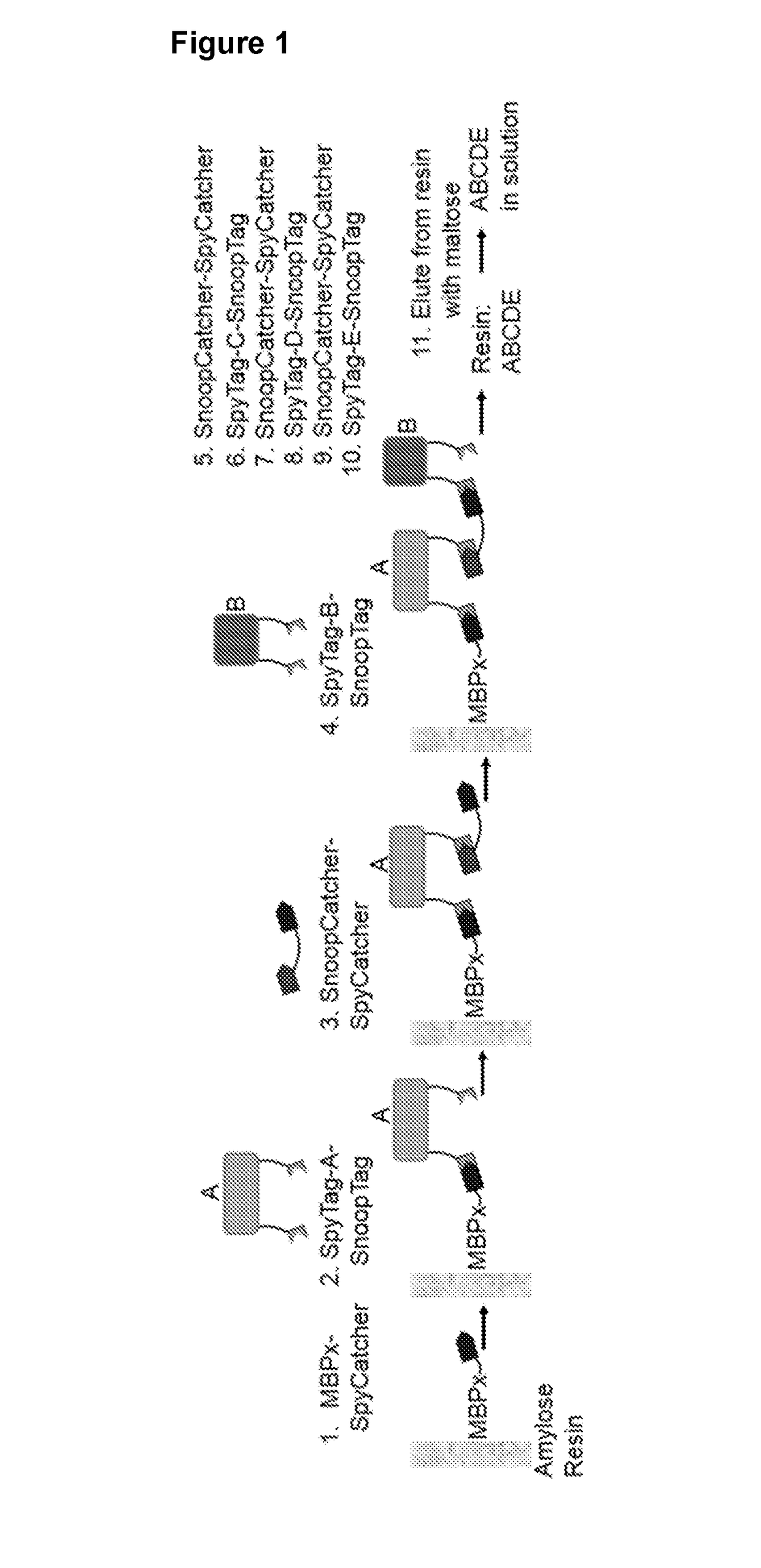 Methods and Products for Fusion Protein Synthesis