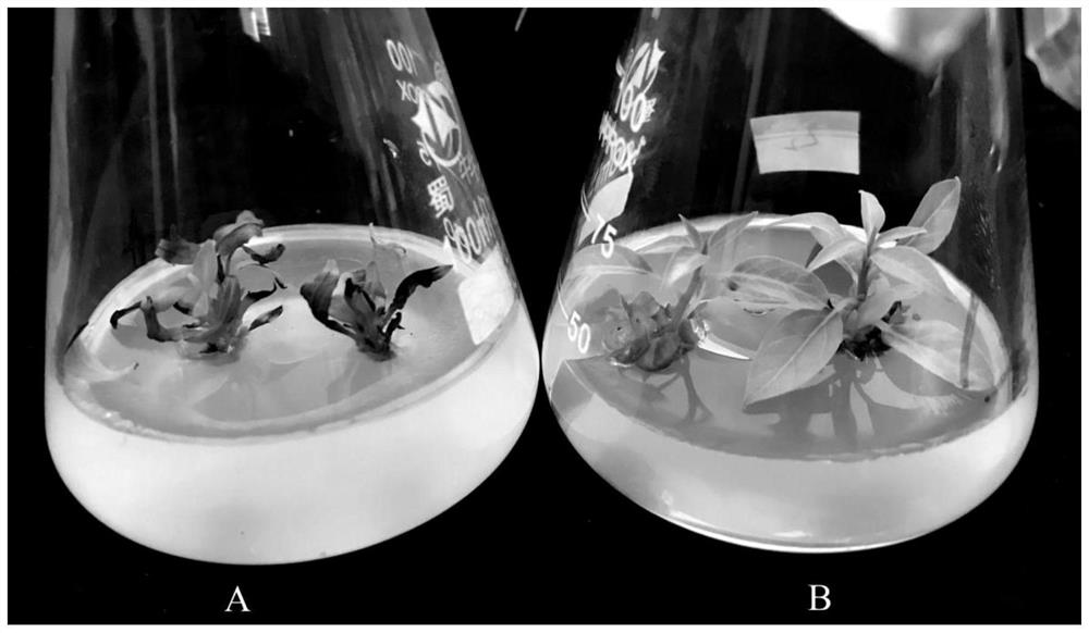 A method for significantly increasing the rooting rate of litsea cubeba cluster shoots