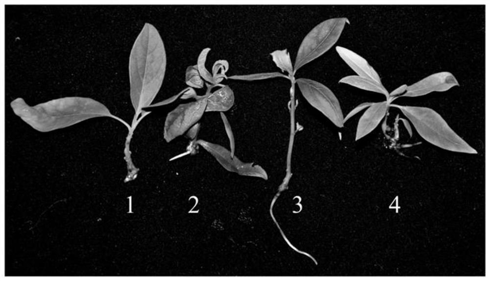 A method for significantly increasing the rooting rate of litsea cubeba cluster shoots