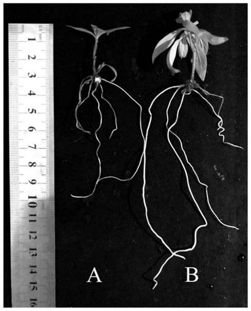 A method for significantly increasing the rooting rate of litsea cubeba cluster shoots