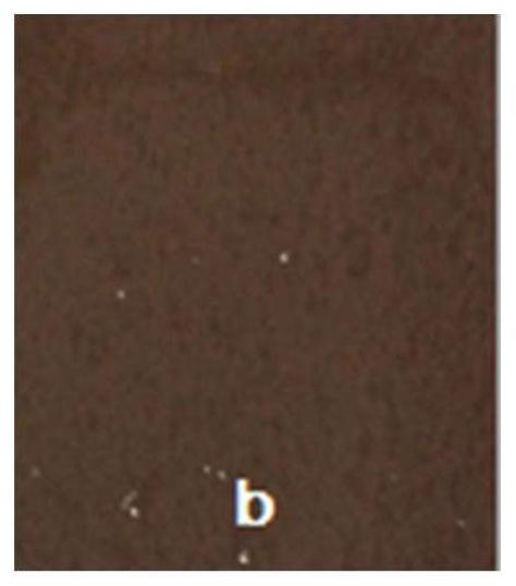 Environment-friendly bio-based silicone epoxy/nano-silver composite coating, preparation method and application